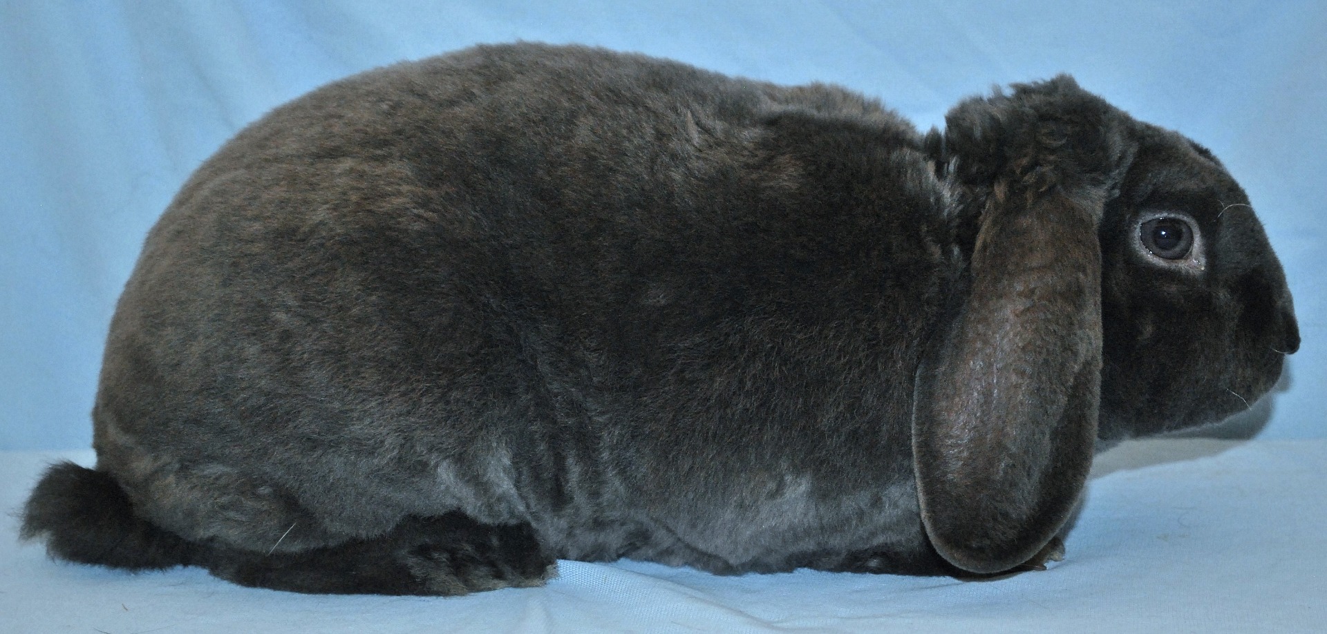 Nain Bélier Rex bleu – photo Jean-Claude PERIQUET