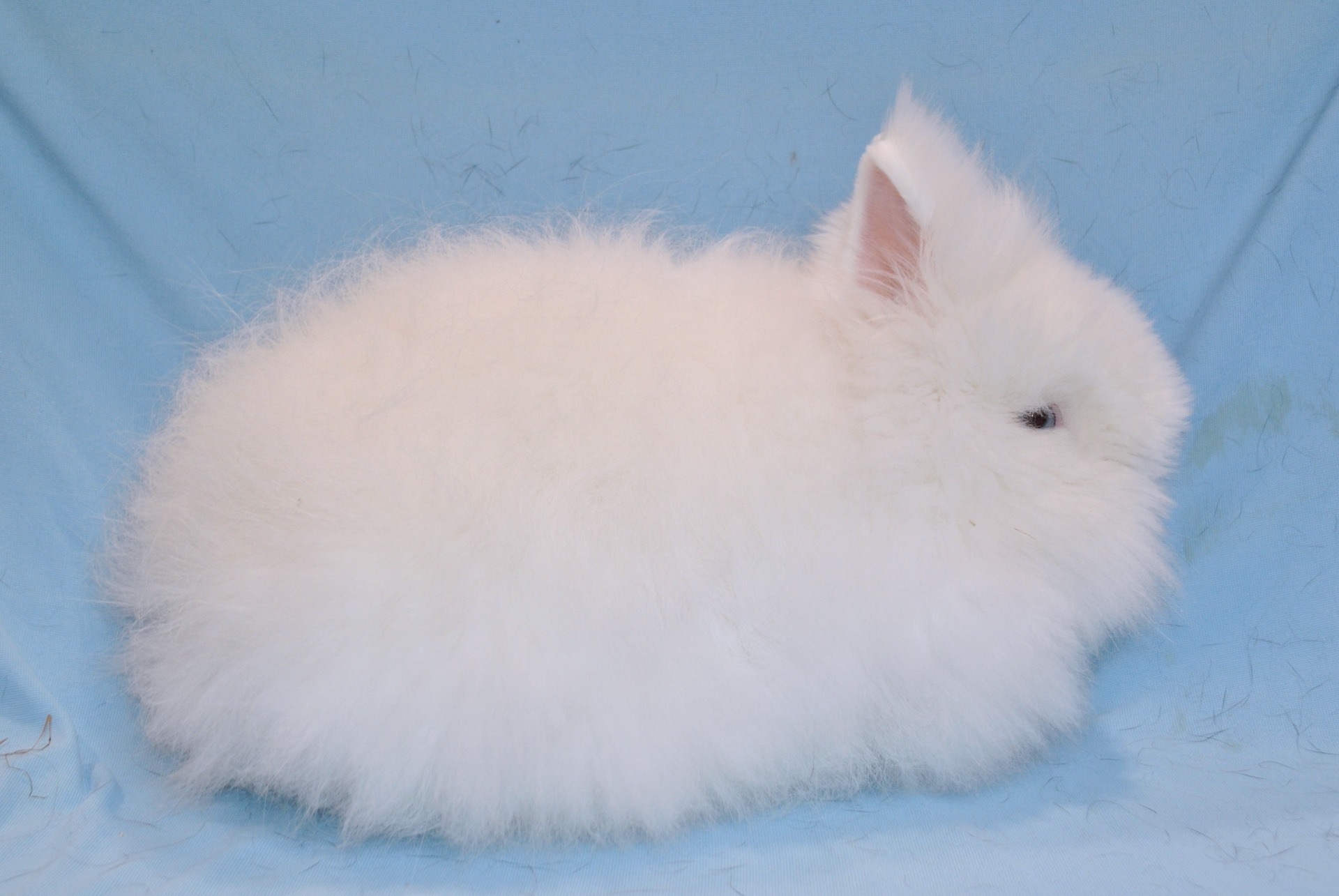 Nain Angora blanc yeux bleus - Photo Eddy MAYEUR