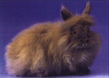 Nain Angora – Standard 2000