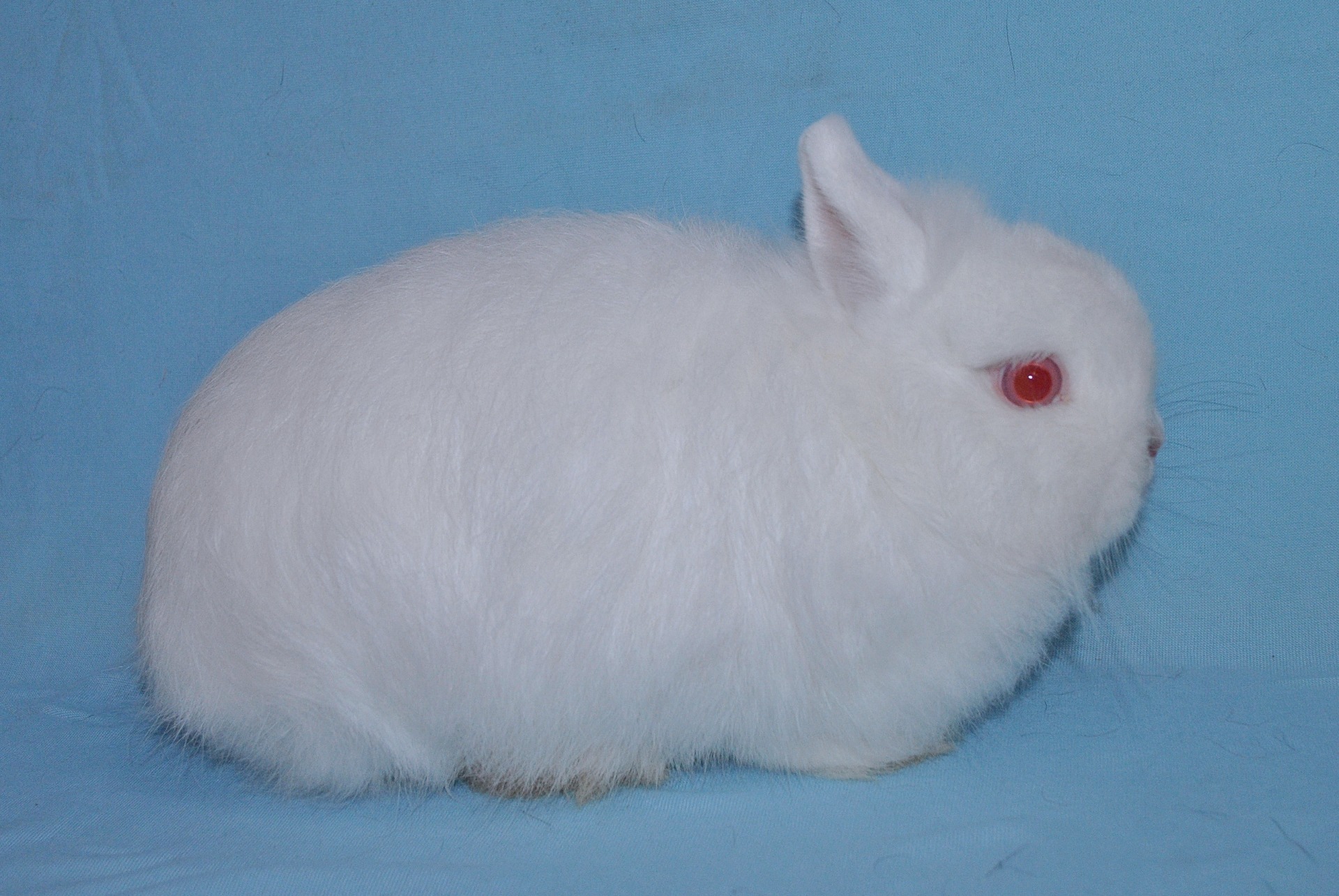 Nain Renard blanc yeux roses - Photo Eddy MAYEUR