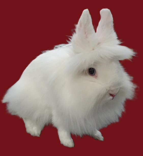 Nain Tête de Lion blanc yeux bleus - Photo Richard DERAVET