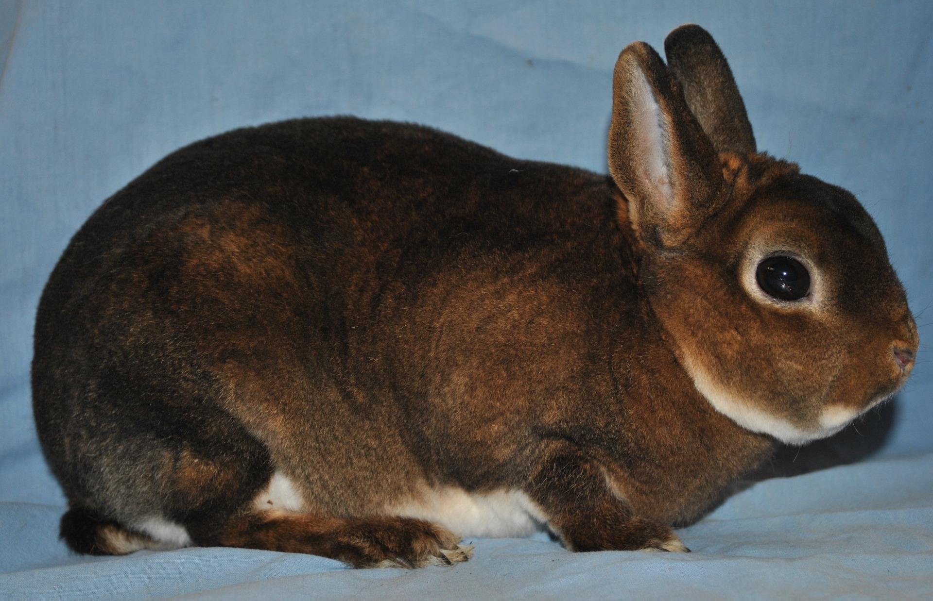 Nain Rex castor - Photo Eddy MAYEUR