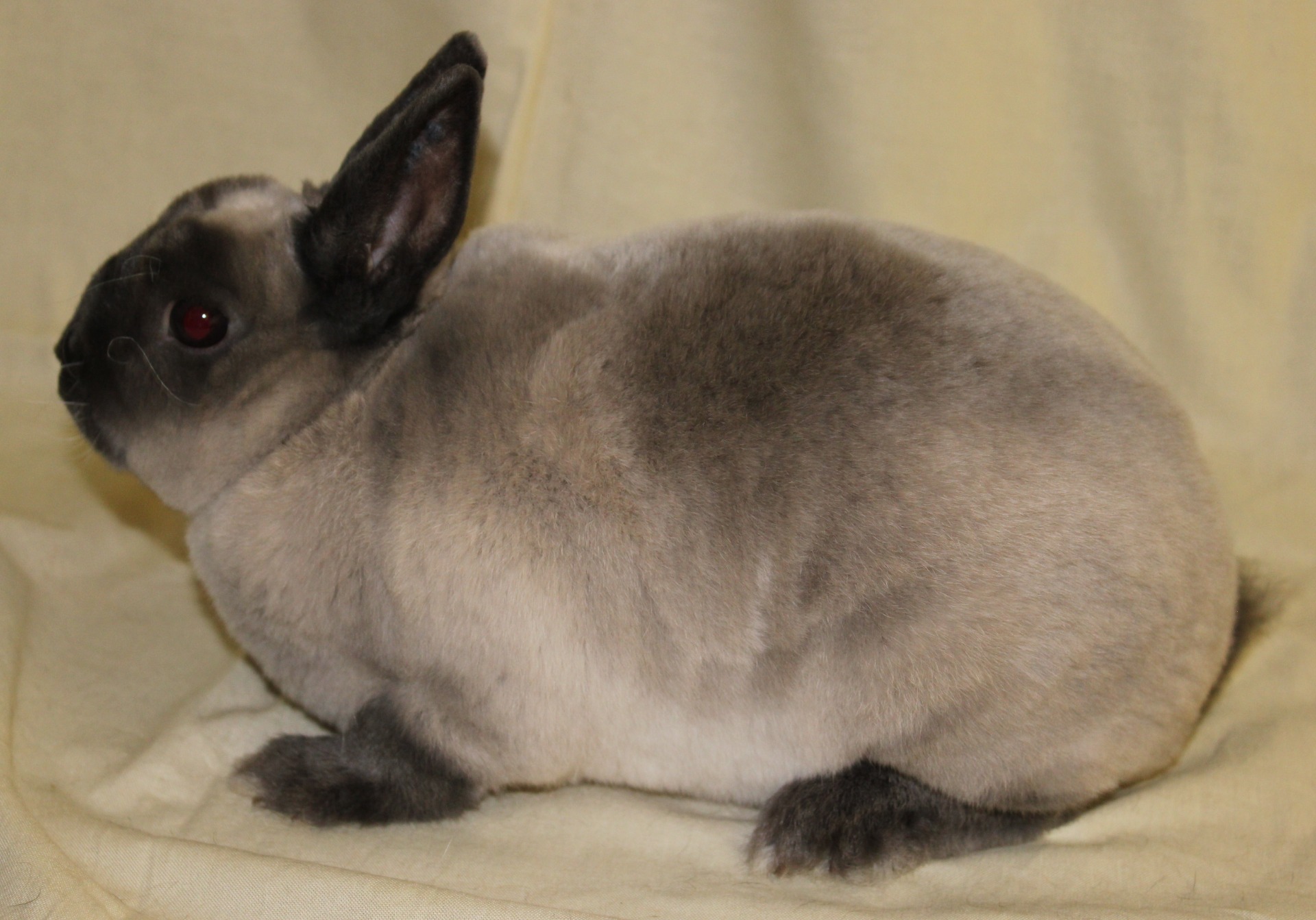 Nain Rex Zibeline brun- Philippe