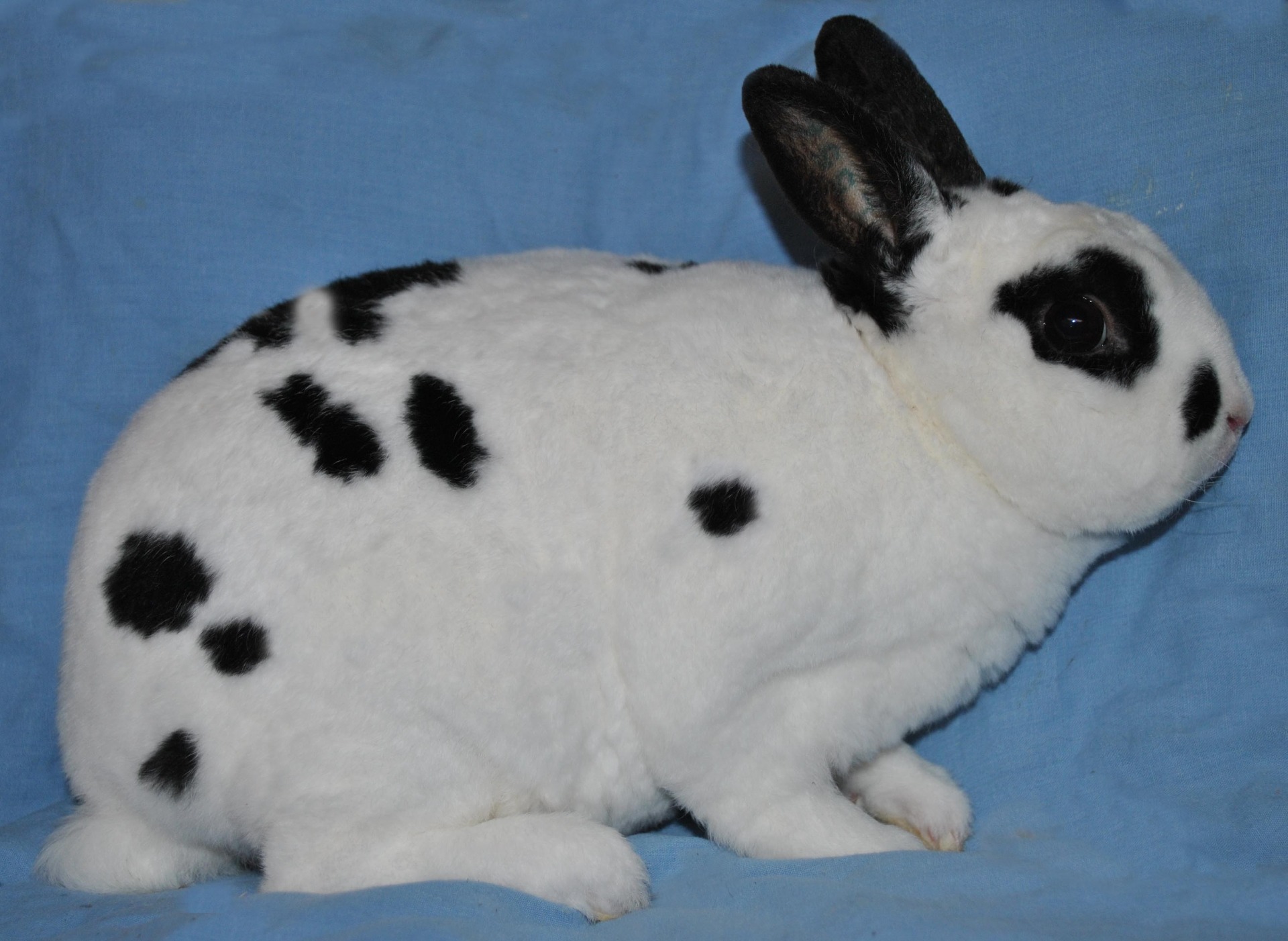 Philippe Nain Rex Dalmatien noir – Eddy MAYEUR