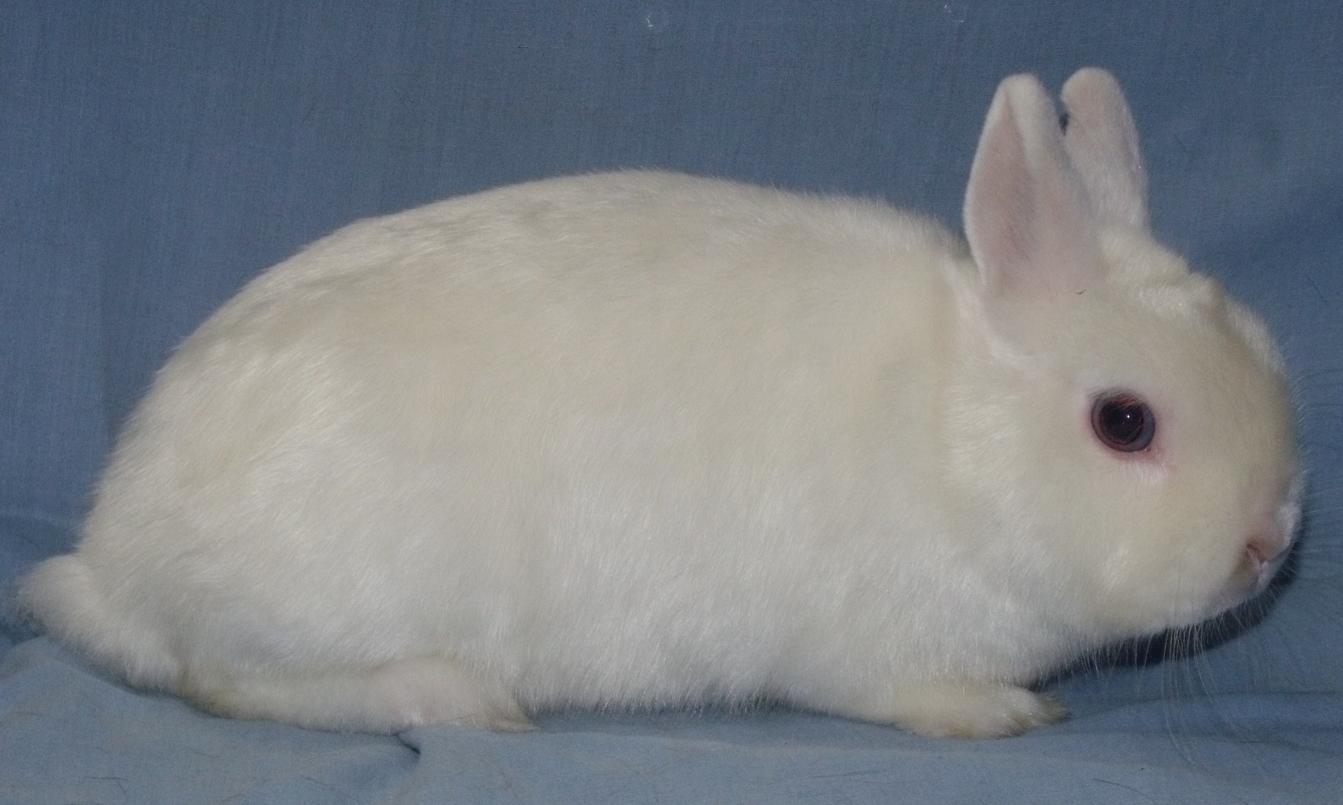 Nain Satin ivoire yeux bleus - Photo Eddy MAYEUR