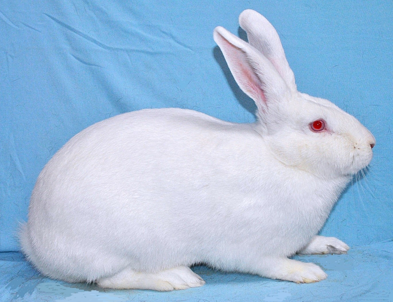          Blanc de Vendée – photo Eddy MAYEUR          