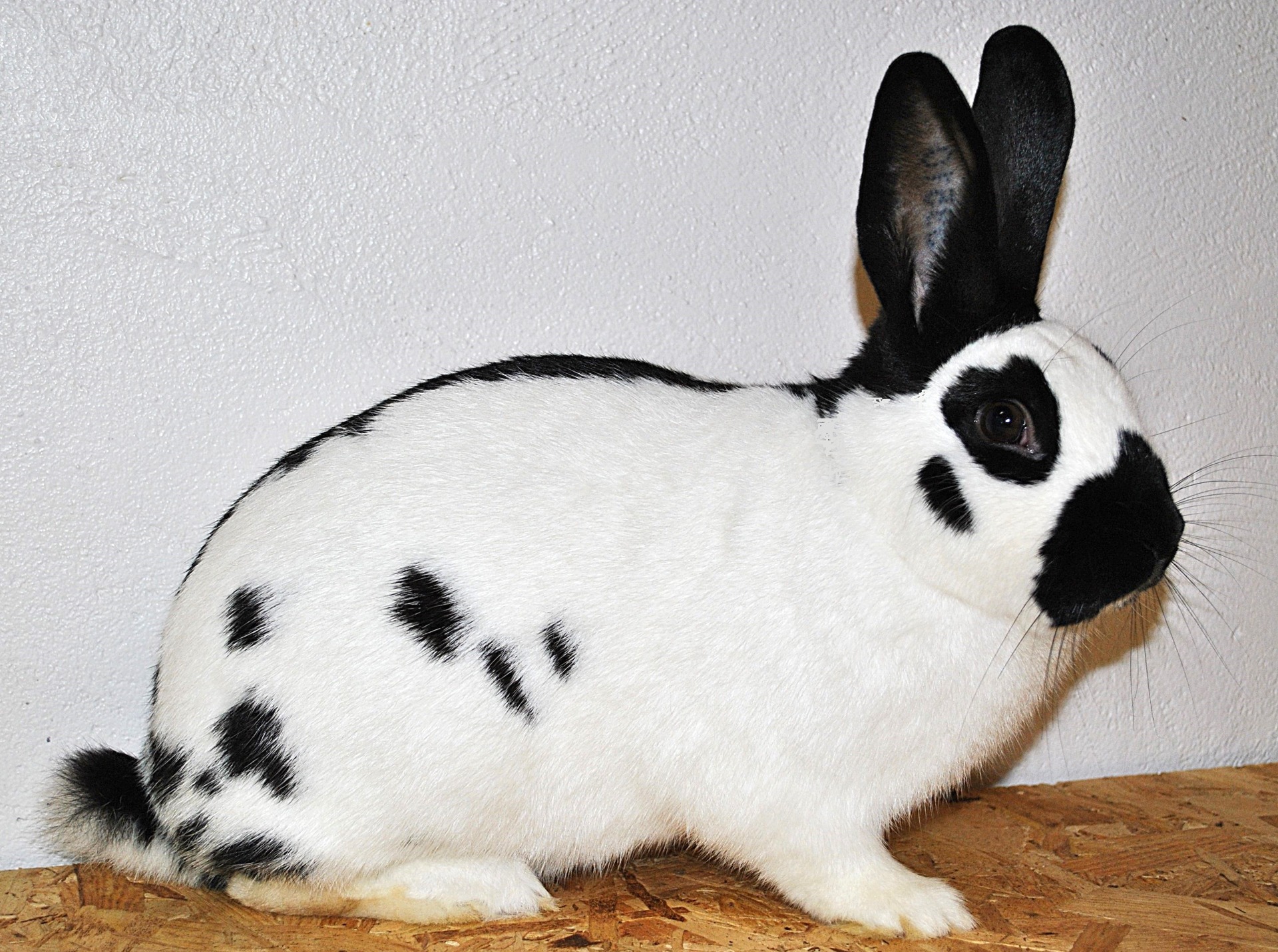 Petit Papillon - Photo Eddy MAYEUR